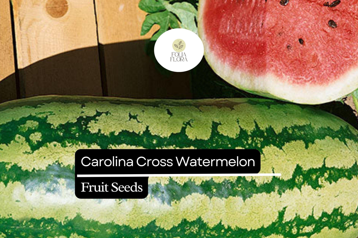 5 Seeds Carolina Cross Watermelon (Citrullus lanatus) – Giant Sweet Watermelon Variety