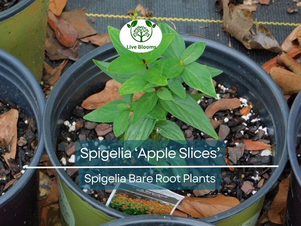 1 Spigelia ‘Apple Slices’ – Bare Root Plant (4–5") – Native Shade Perennial – Red & Yellow Blooms – Hummingbird Favorite