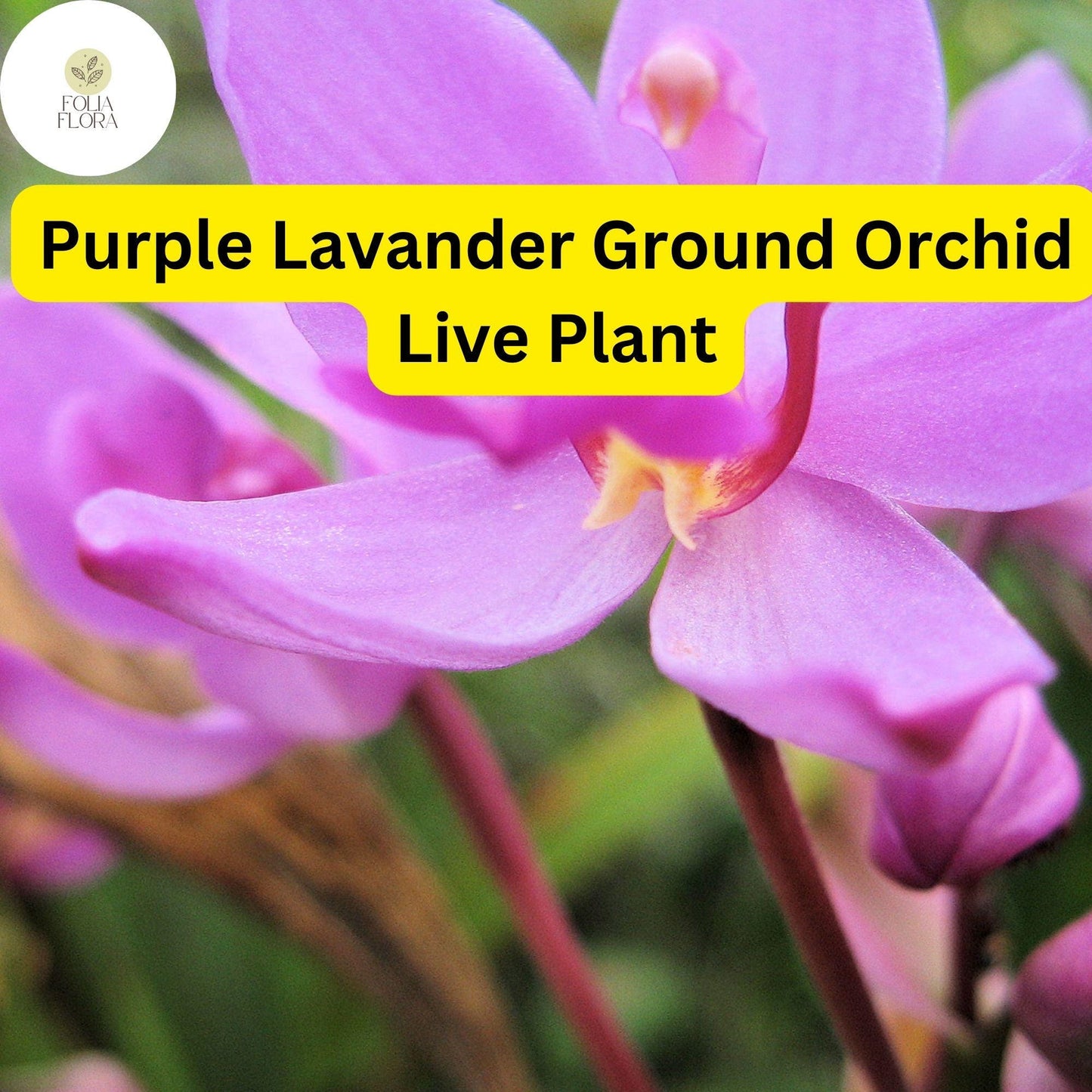 1 Spathoglottis plicata – Purple Lavender Ground Orchid Live Plant in 4” Pot – Tropical Perennial Orchid
