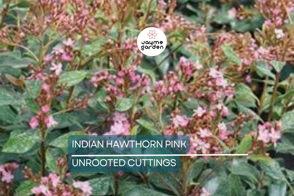 Indian Hawthorne Pink Dancer Cuttings - 7 Live 6" Flowering Shrubs, Evergreen, Fast-Growing, USDA Zones 7-11