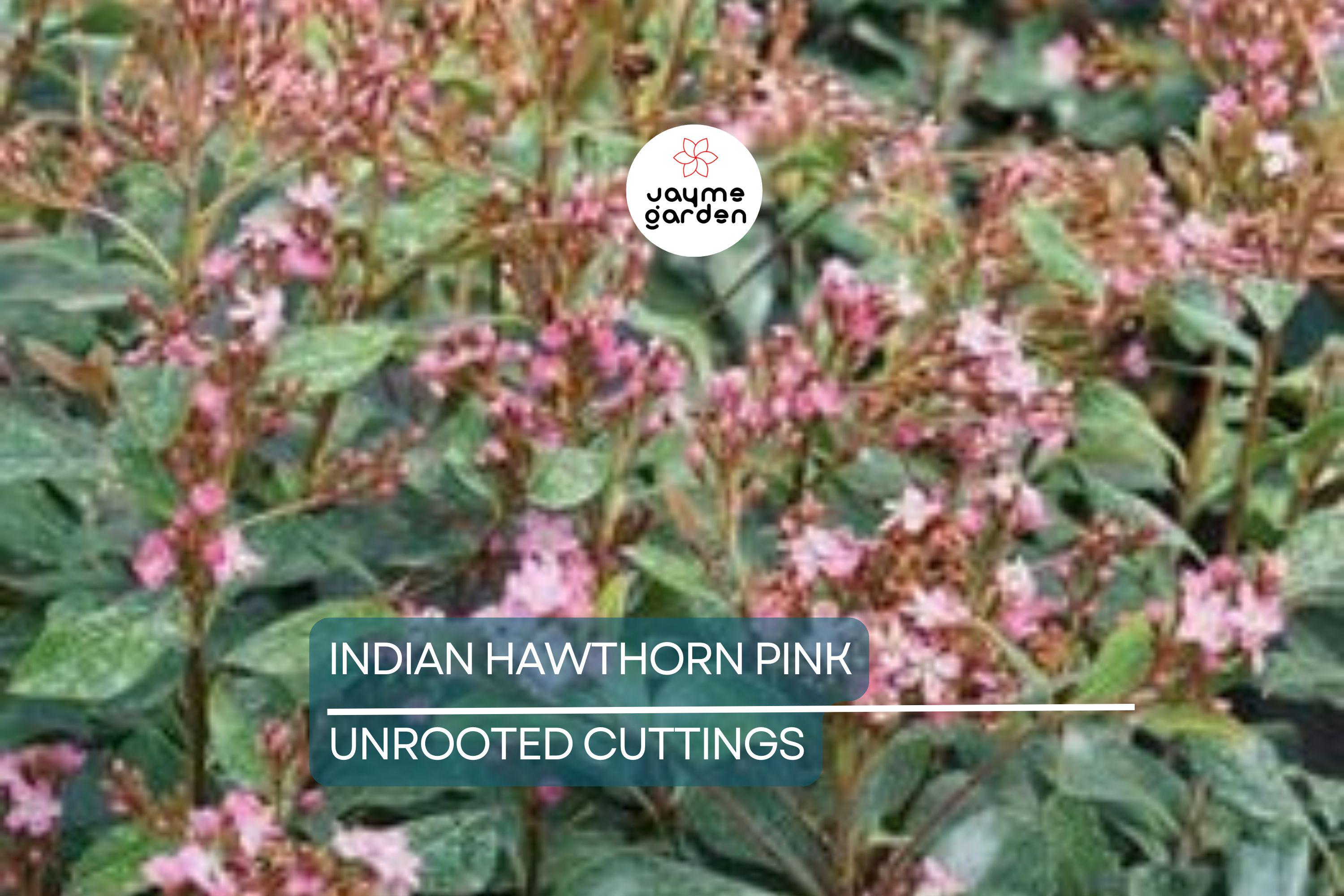 Indian Hawthorne Pink Dancer Cuttings - 7 Live 6" Flowering Shrubs, Evergreen, Fast-Growing, USDA Zones 7-11