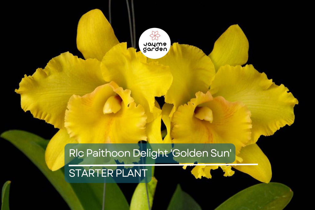 Rlc Pathoon Delight 'Golden Sun' Orchid | Live Starter Plant | Yellow Bloom | 3-Inch Potted Tropical Orchid | Indoor & Outdoor