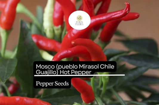 250mg Mosco Pueblo Mirasol Chile Guajillo Hot Pepper Seeds Capsicum annuum | Bold Flavor, High Yield, Non-GMO for Salsas & Drying