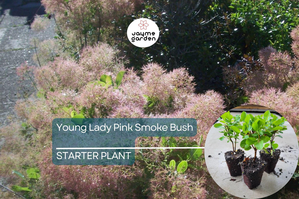 1 Young Lady Pink Smoke Bush | Compact Cotinus Starter Plant | Smoky Pink Blooms