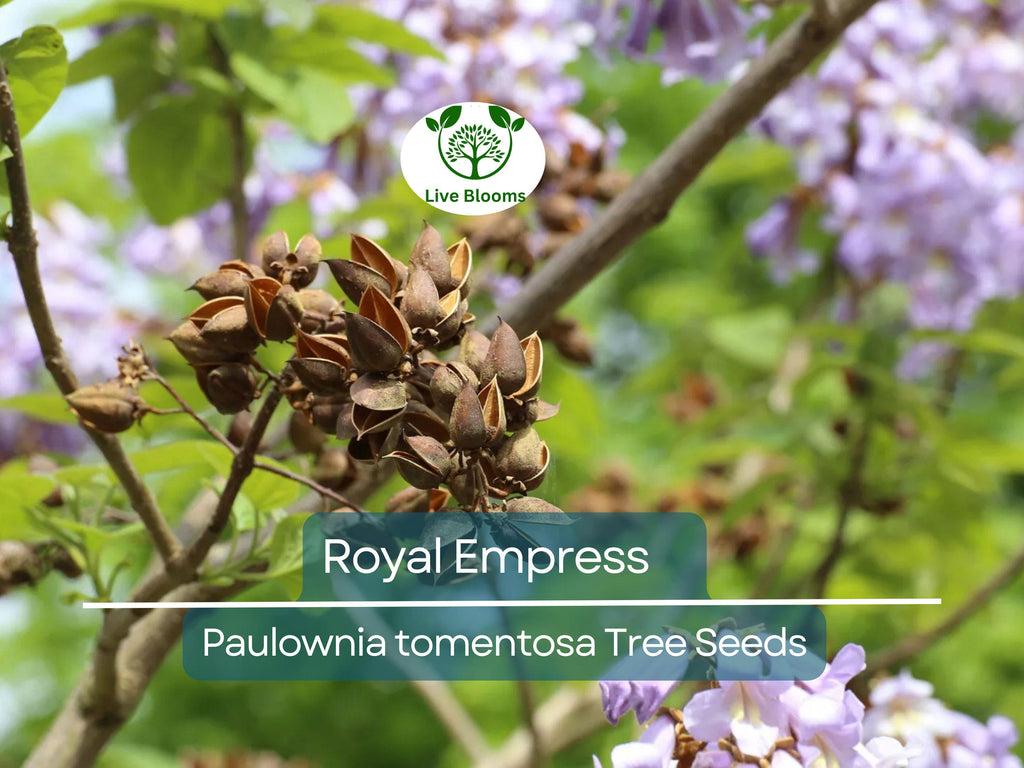 100 Royal Empress Tree Seeds (Paulownia tomentosa), Purple Flowers, Fast-Growing Tree, Decorative Tree, Garden Starter, Landscape Plant