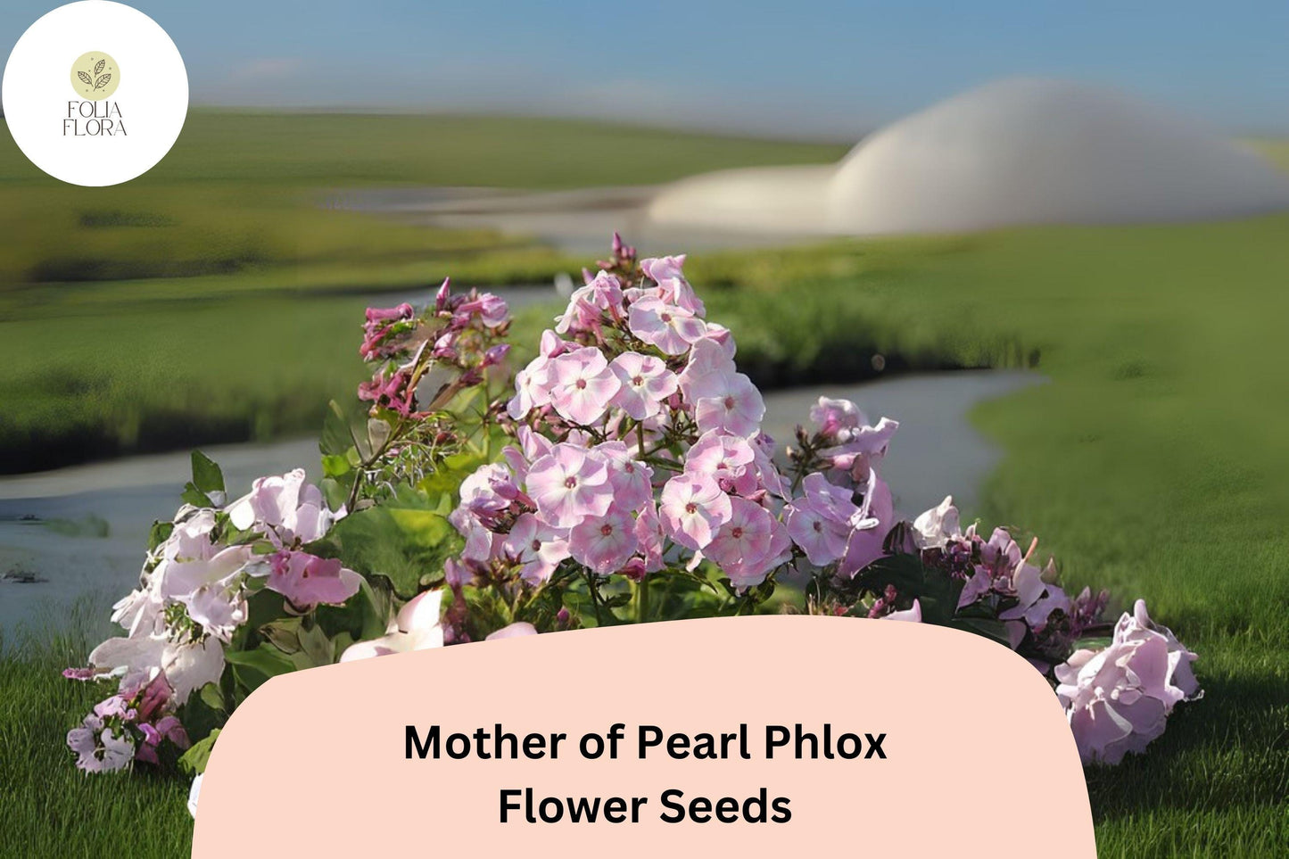 100+ Mother of Pearl Phlox Seeds – Perennial Garden Flowers, Phlox paniculata