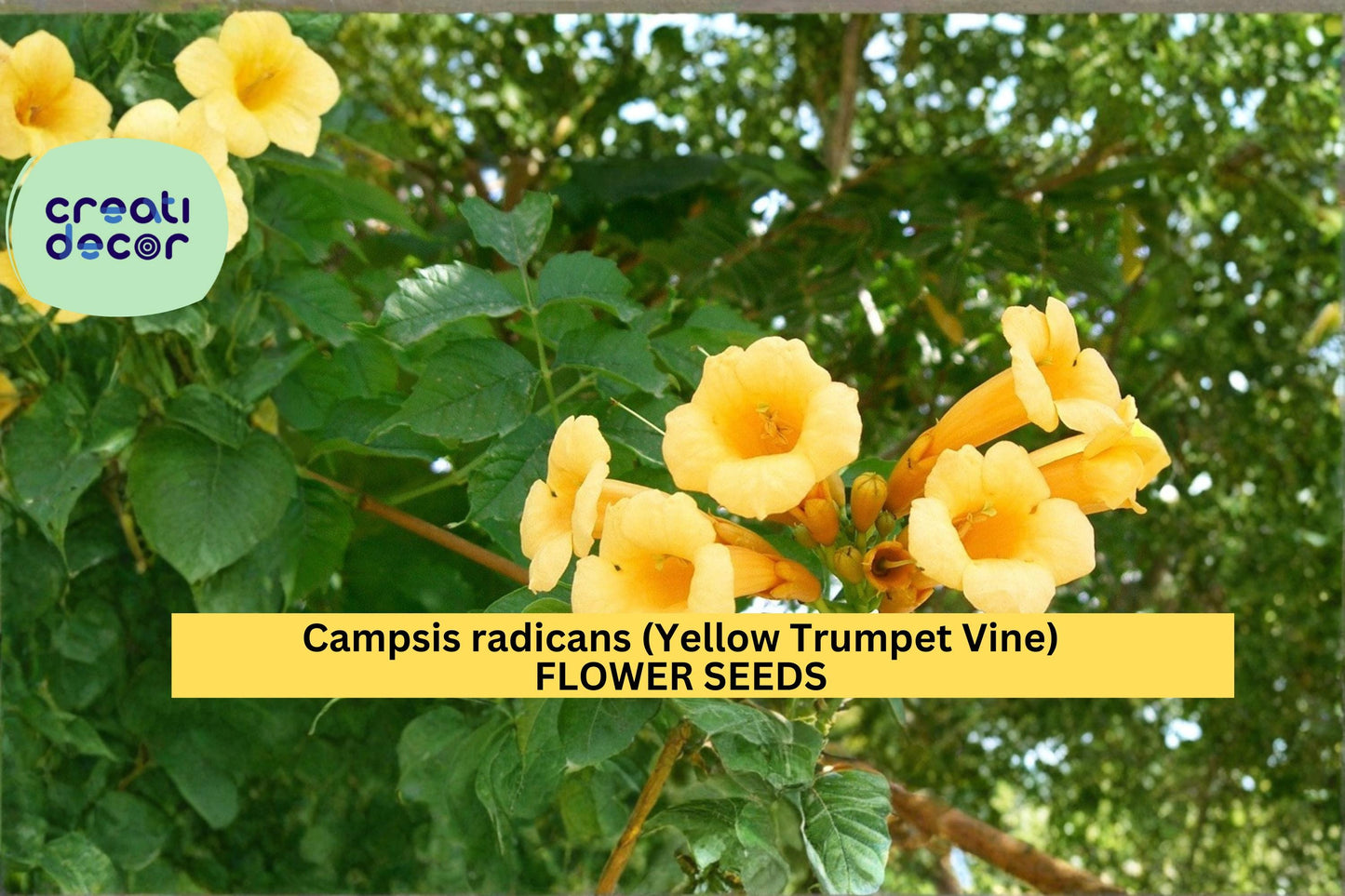 Campsis radicans Flava Seeds Yellow Trumpet Vine 20 Count Climbing Flower Vine Seeds Ornamental Garden Plant