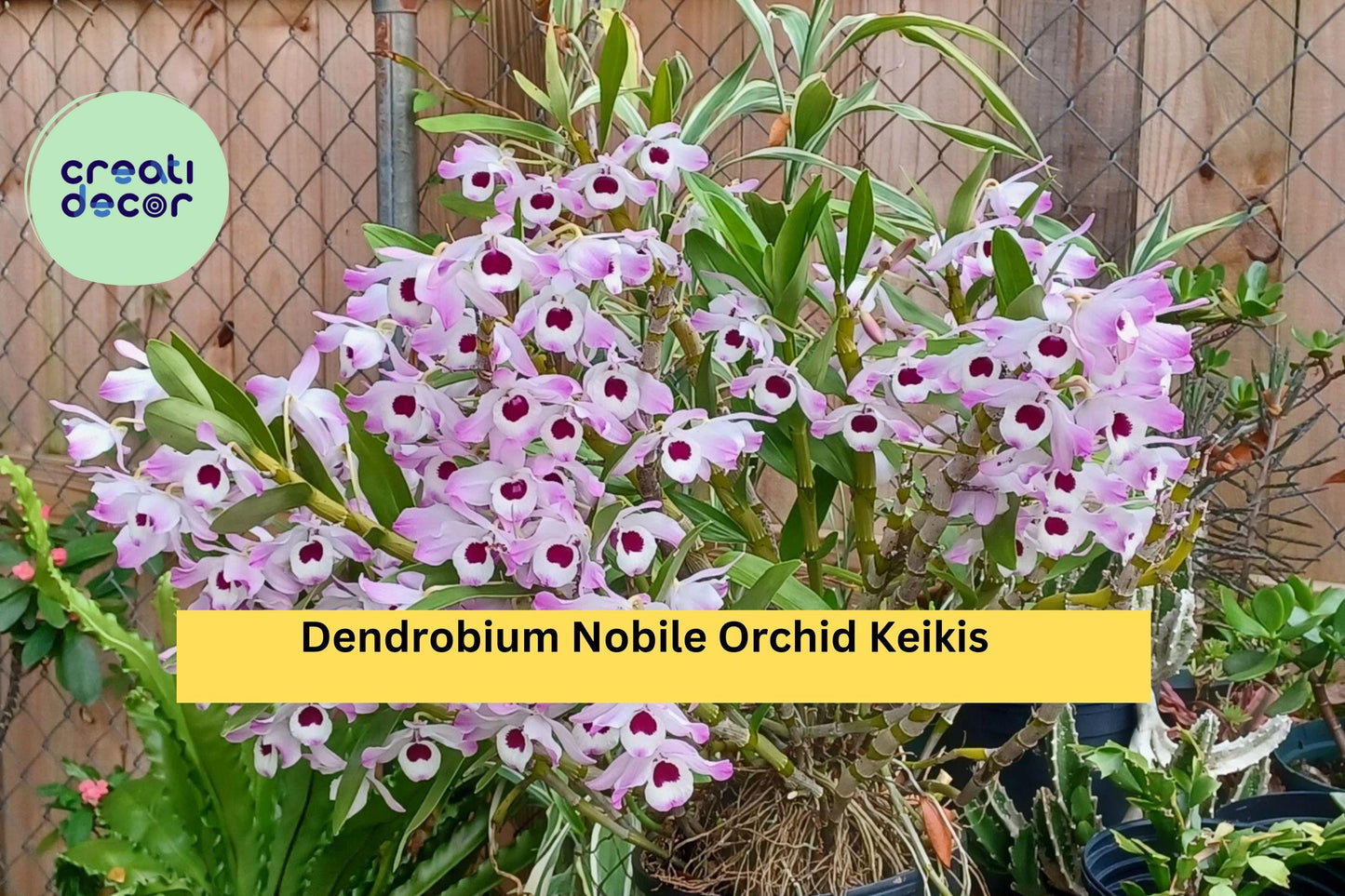 Dendrobium Nobile Orchid Keikis – Live Baby Plants Ready to Root, Fragrant Flowering Orchid Variety for Home or Greenhouse