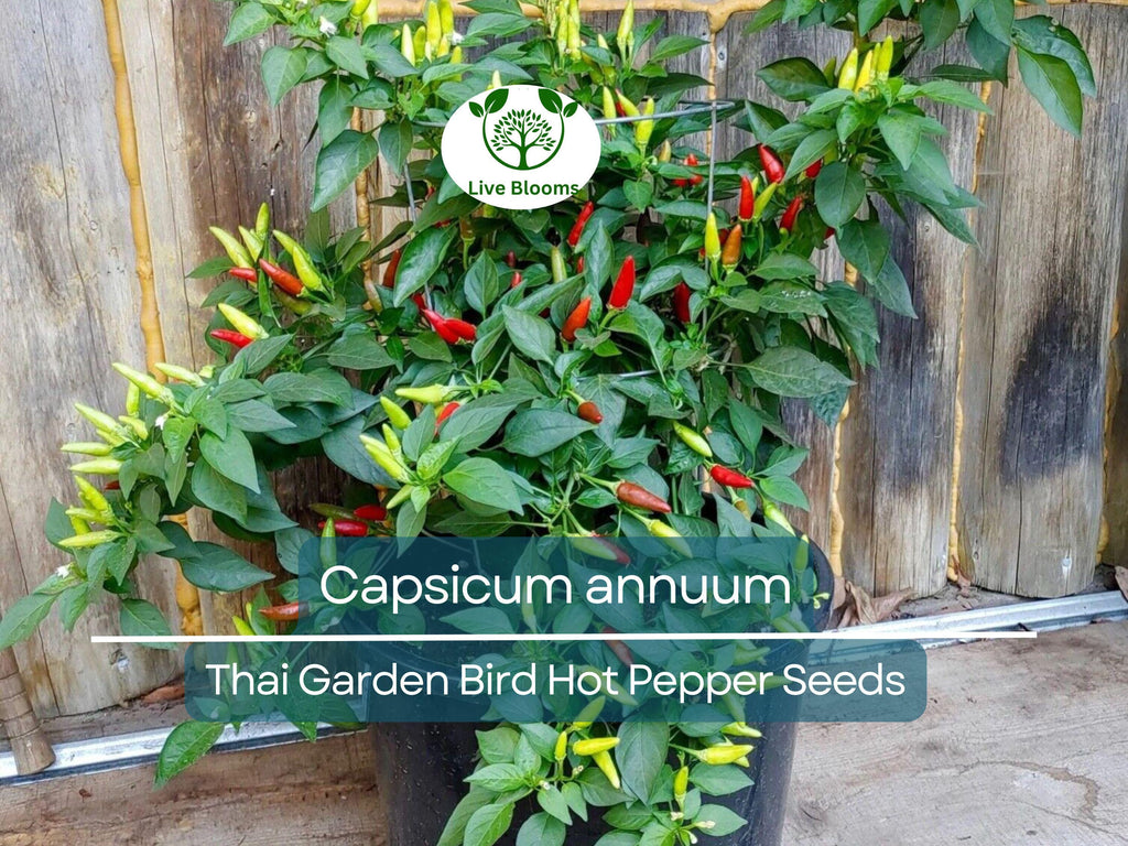 30 Seeds Thai Garden Bird Hot Pepper (Capsicum annuum) – Small, Fiery Thai Chili for Planting, Ideal for Stir-Fries, Sauces & Salsas