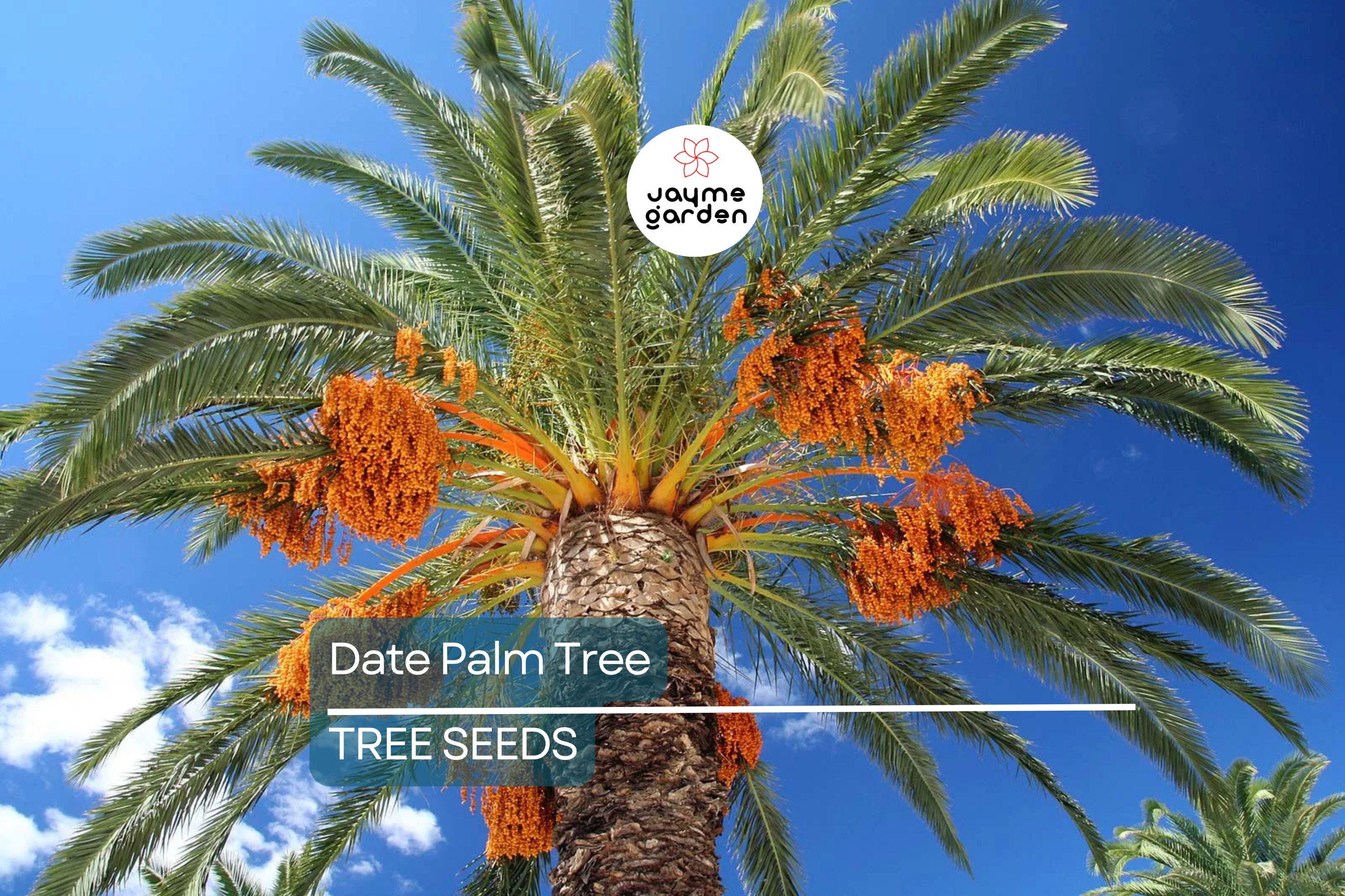 5 Date Palm Tree Seeds (Phoenix dactylifera) – Edible Fruit, Hardy to Zone 8