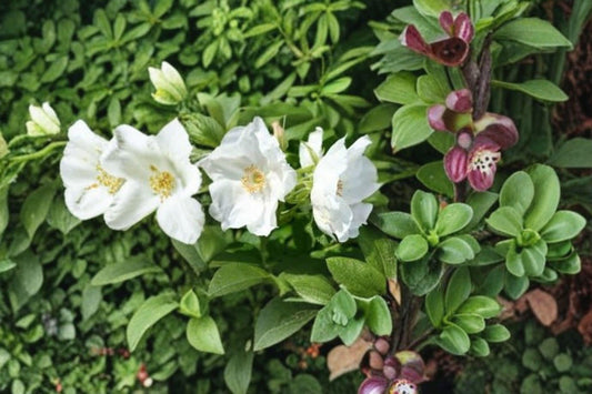 White Beach Rose Seeds – Rosa rugosa alba | 25 Seeds | Hardy Fragrant Japanese Flower