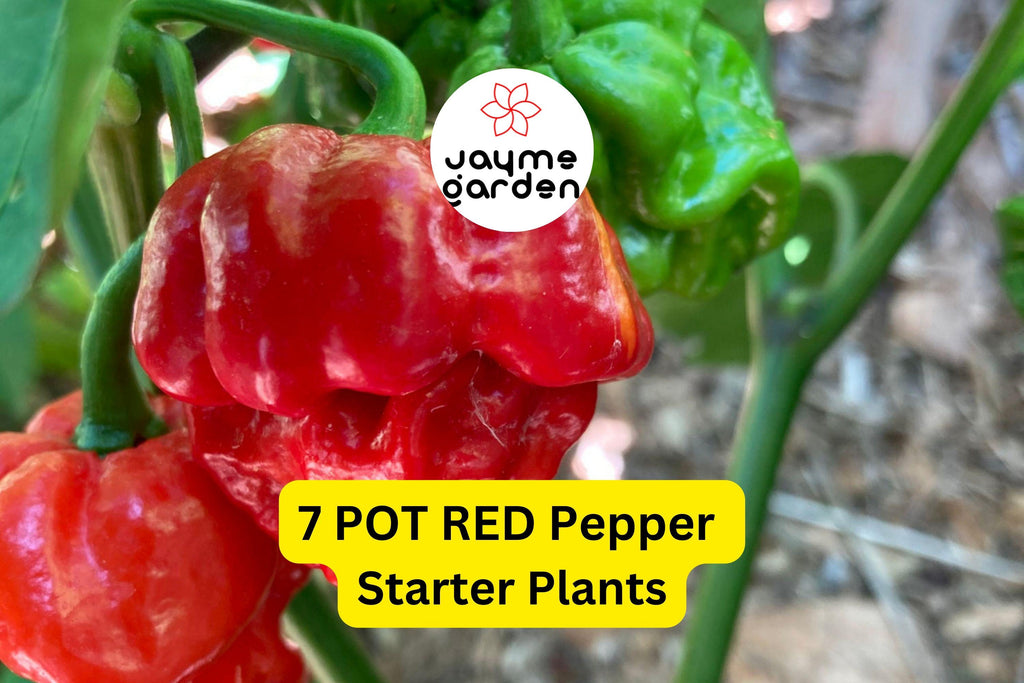 3 Starter Plants 7 Pot Red Pepper - Super Hot Chili - Extreme Heat for Spicy Recipes, Gardens & Container Growing