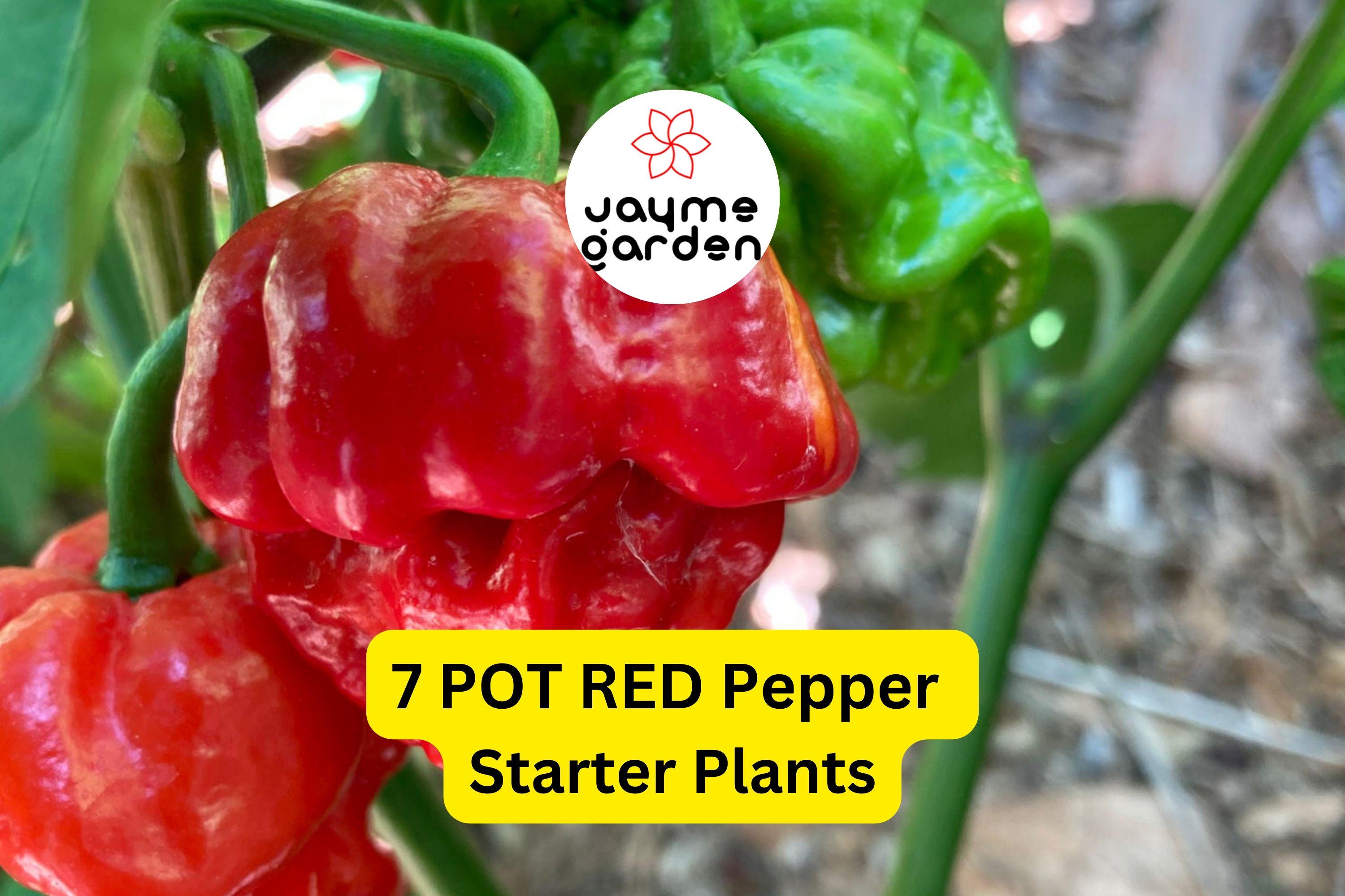 3 Starter Plants 7 Pot Red Pepper - Super Hot Chili - Extreme Heat for Spicy Recipes, Gardens & Container Growing