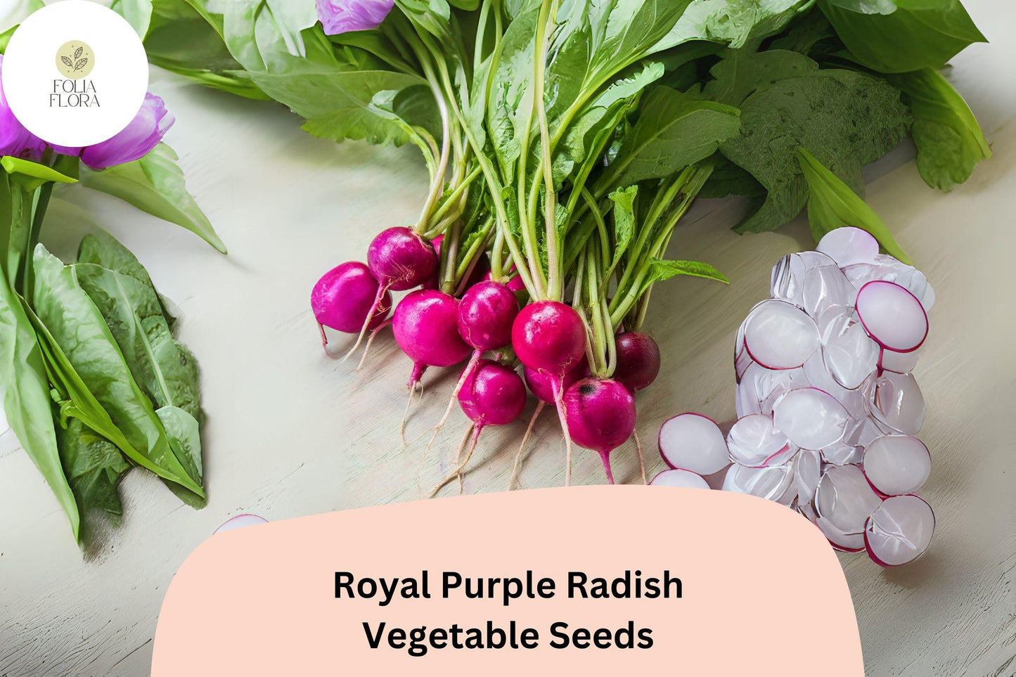 500+ Royal Purple Radish Seeds – Raphanus sativus Heirloom Vegetable Seeds for Garden Planting