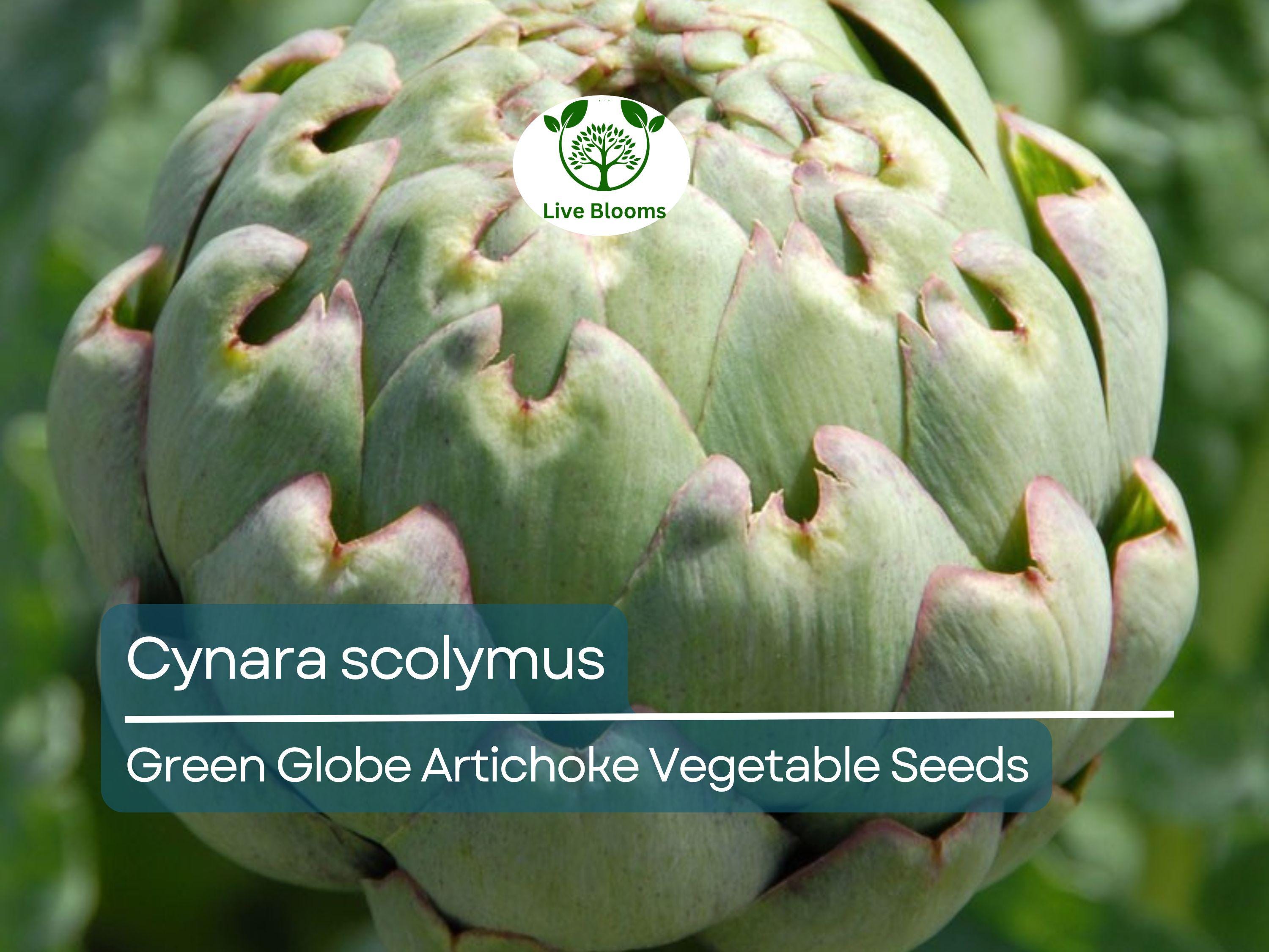 10 Green Globe Artichoke Seeds - Cynara scolymus | Heirloom Artichoke for Planting, Gardening & Culinary Use | Large, Tender Buds