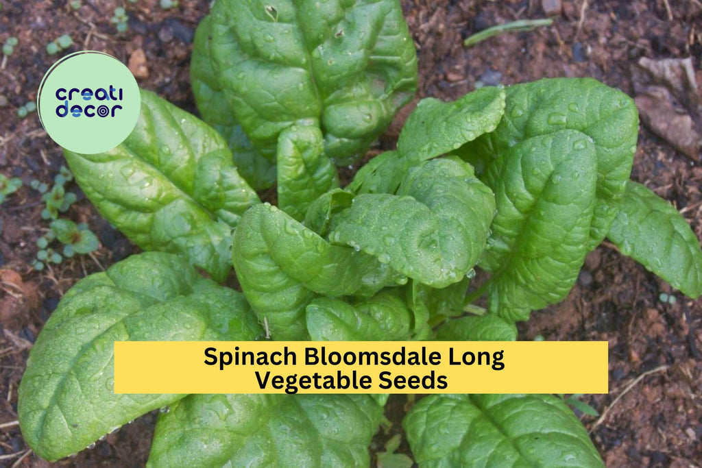 3pcs of 1g Spinach Bloomsdale Long Standing Seeds – Heirloom, Slow to Bolt, Tender Leaves for Garden or Container Seeds for Planting