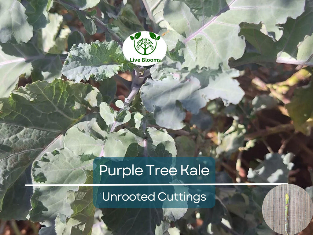 2 Unrooted Perennial Purple Tree Kale Cuttings (5-7") - Brassica oleracea, Purple Tree Collard, Edible Perennial, Rare Garden Cutting