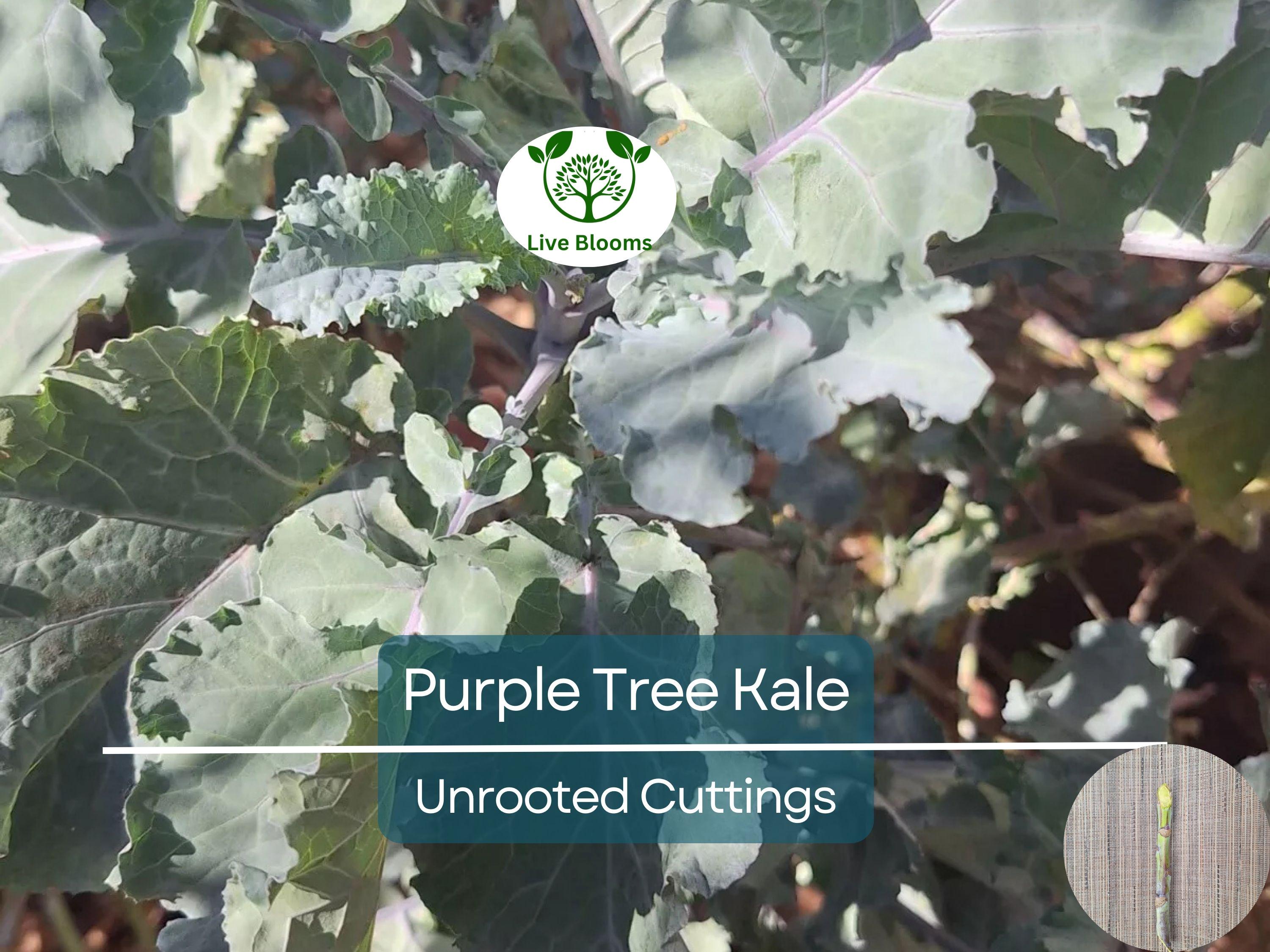 2 Unrooted Perennial Purple Tree Kale Cuttings (5-7") - Brassica oleracea, Purple Tree Collard, Edible Perennial, Rare Garden Cutting