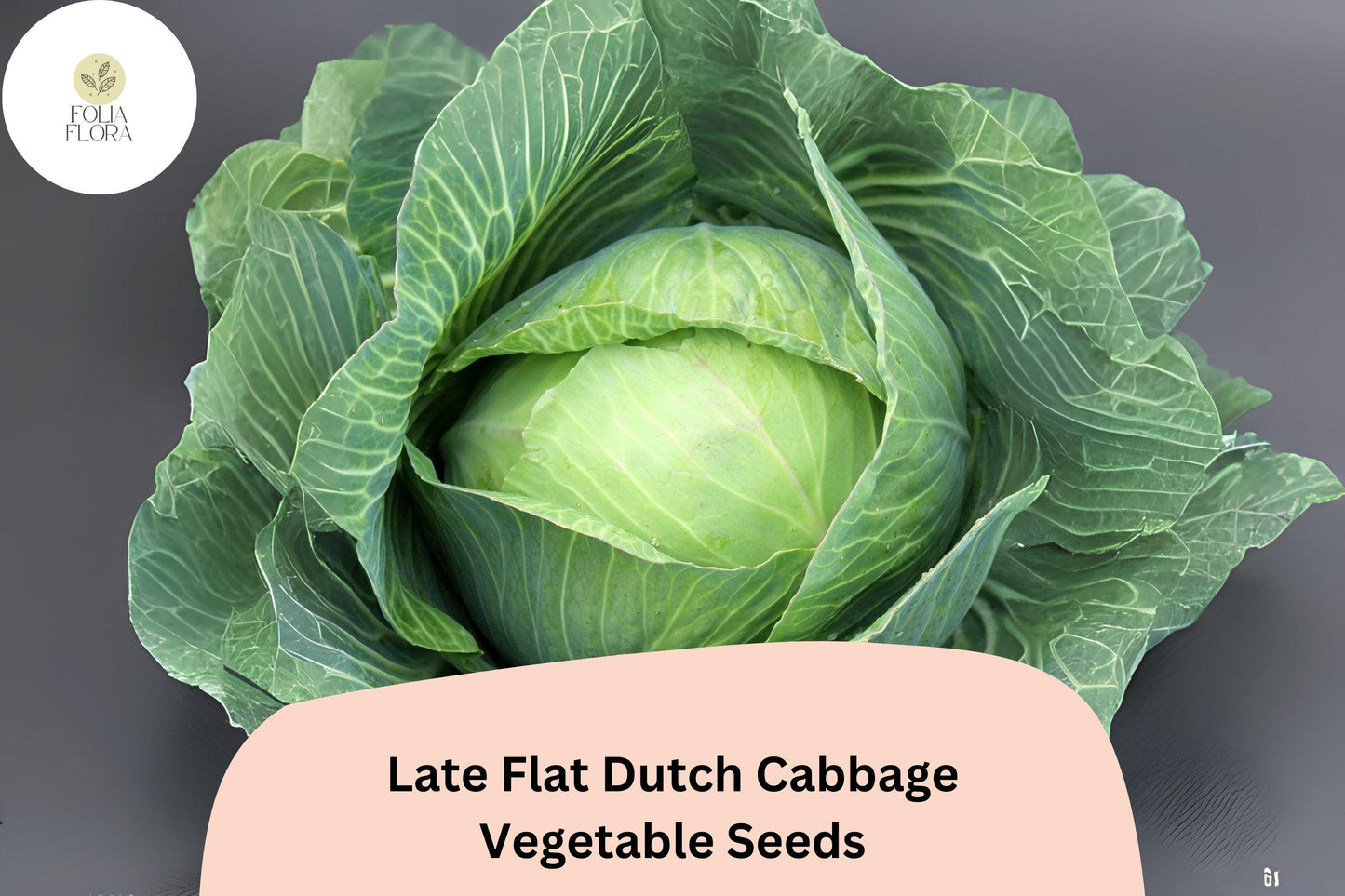 500+ Late Flat Dutch Cabbage Seeds | Brassica oleracea | Heirloom Large-Head Storage Cabbage for Garden Planting