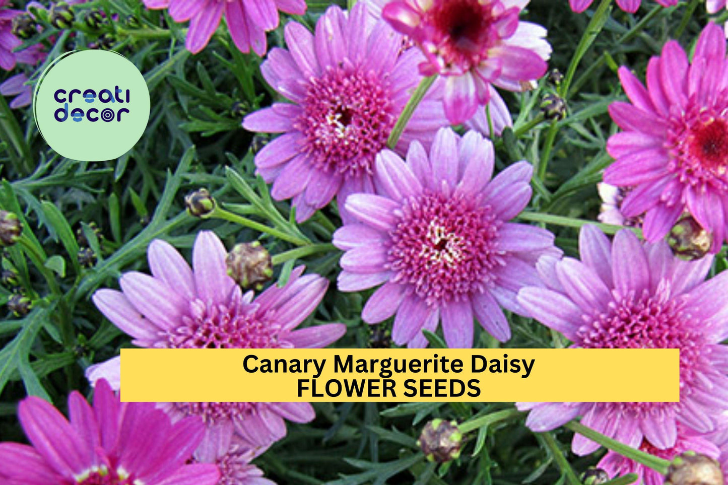 200+ Canary Marguerite Daisy Seeds – Bright Yellow Blooms for Garden Planting, Long-Blooming Annuals for Beds, Borders & Bouquets – USA