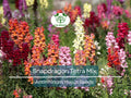 500 Seeds Snapdragon Tetra Mix (Antirrhinum majus) Semi-Dwarf, Multi-Colored Blooms, Non-GMO, Attracts Butterflies, Vibrant Garden Flowers