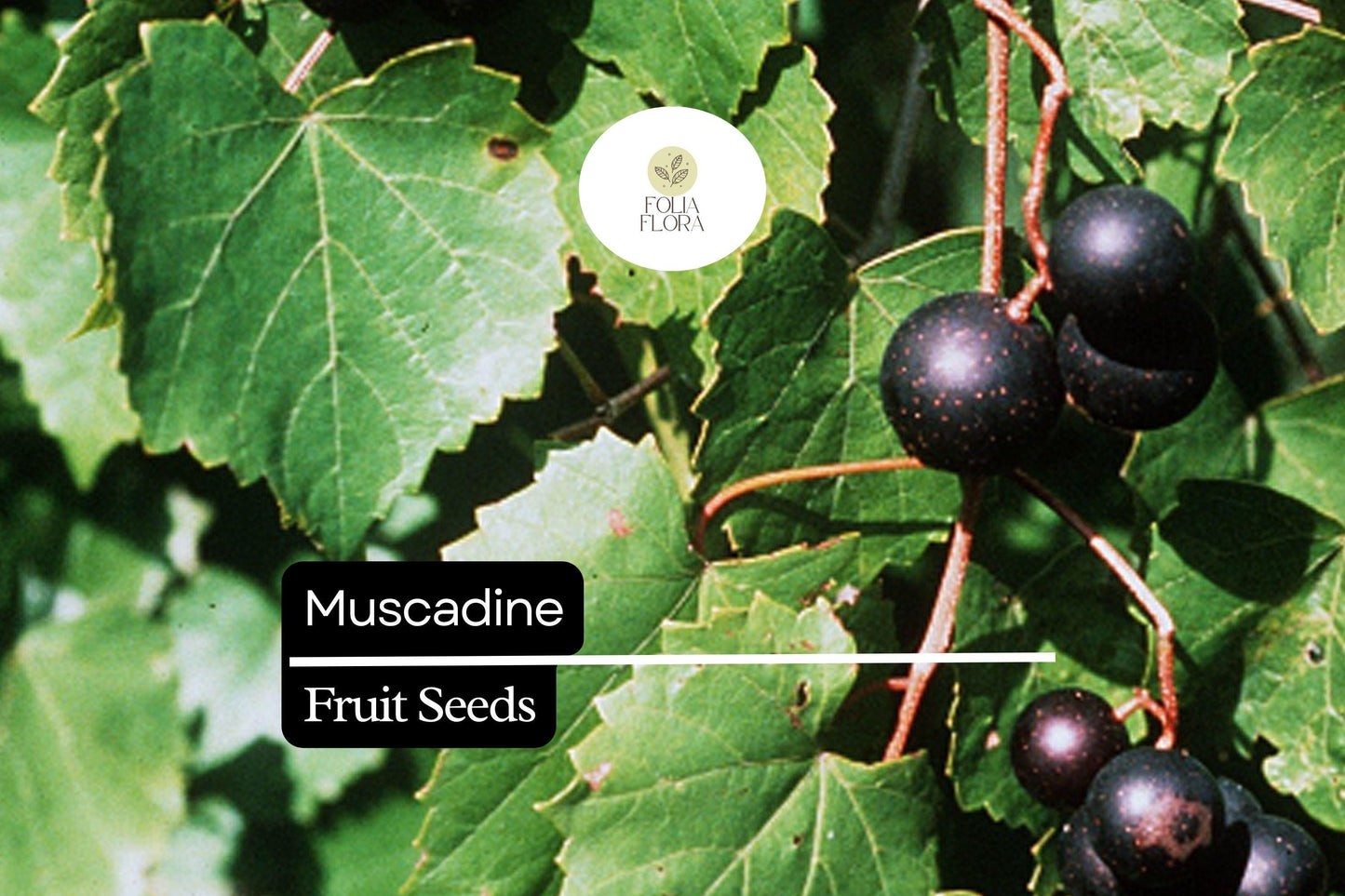 Muscadine Grape Seeds (Vitis rotundifolia) | 5 Seeds | Sweet Edible Grapes | Native Vine | Ideal for Wine & Jellies