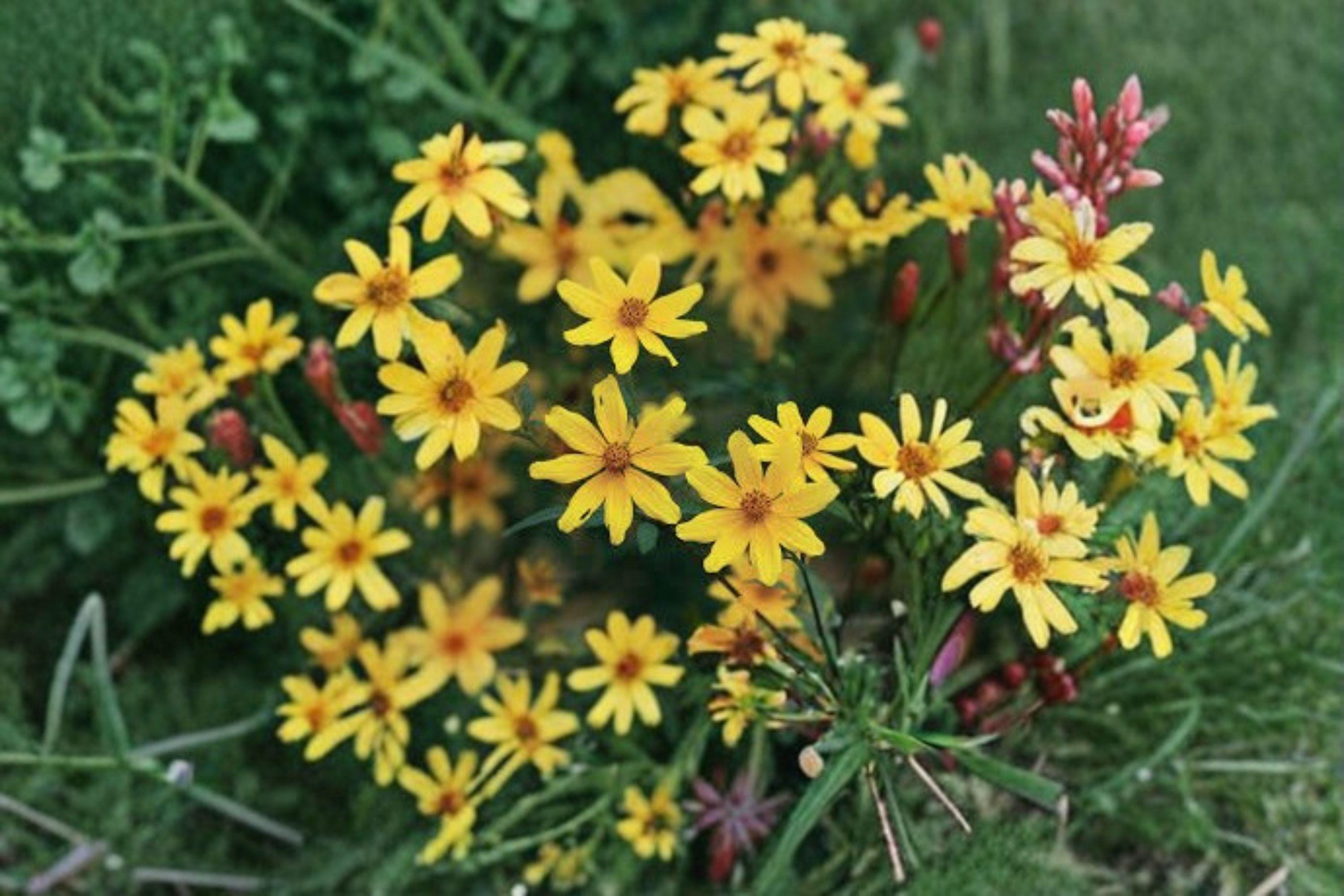 Swamp Marigold – Bidens aristosa Seeds | 30 Seeds | Native Yellow Wildflower | Moist Soil Pollinator Plant