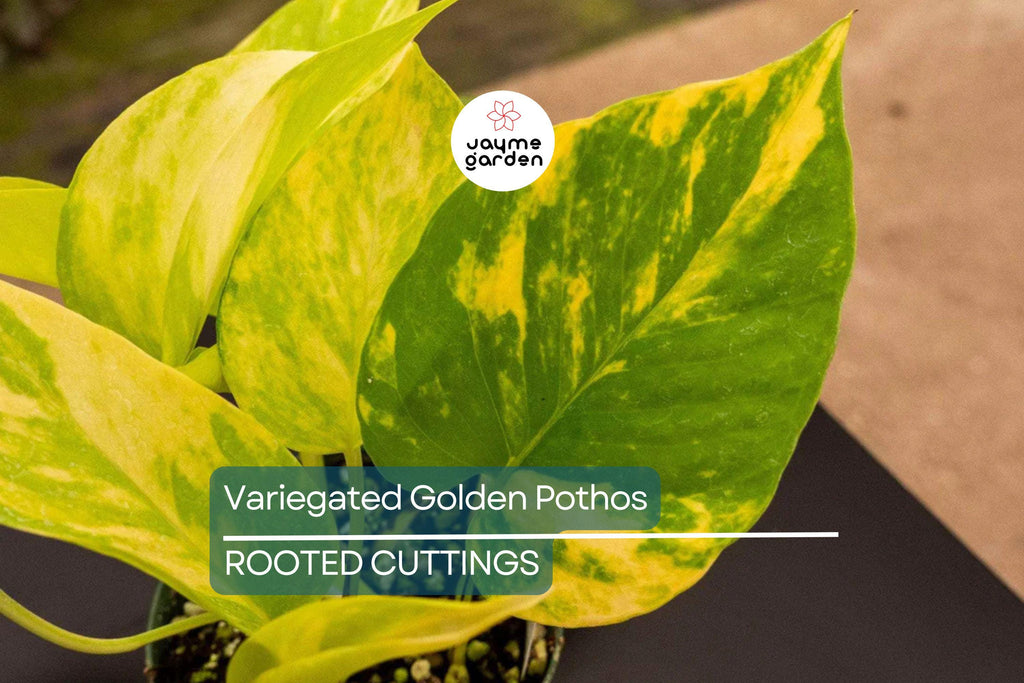 GIANT Variegated Golden Pothos – 3 Node Climbing Cutting, Hawaiian Grown