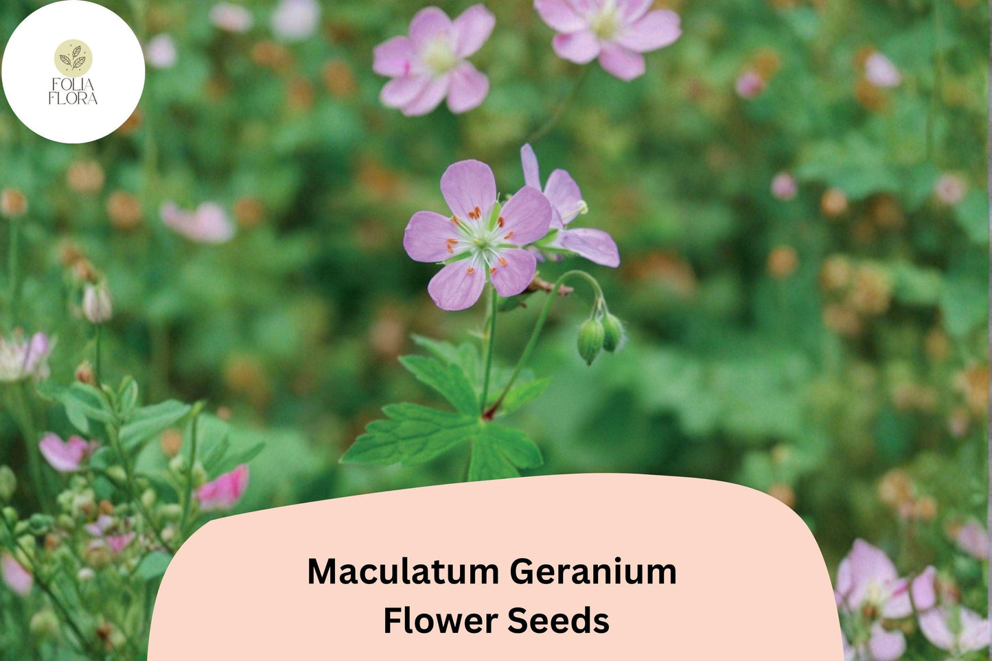 25+ Maculatum Geranium Seeds for Garden Planting – Purple Flowers, Hardy Perennial