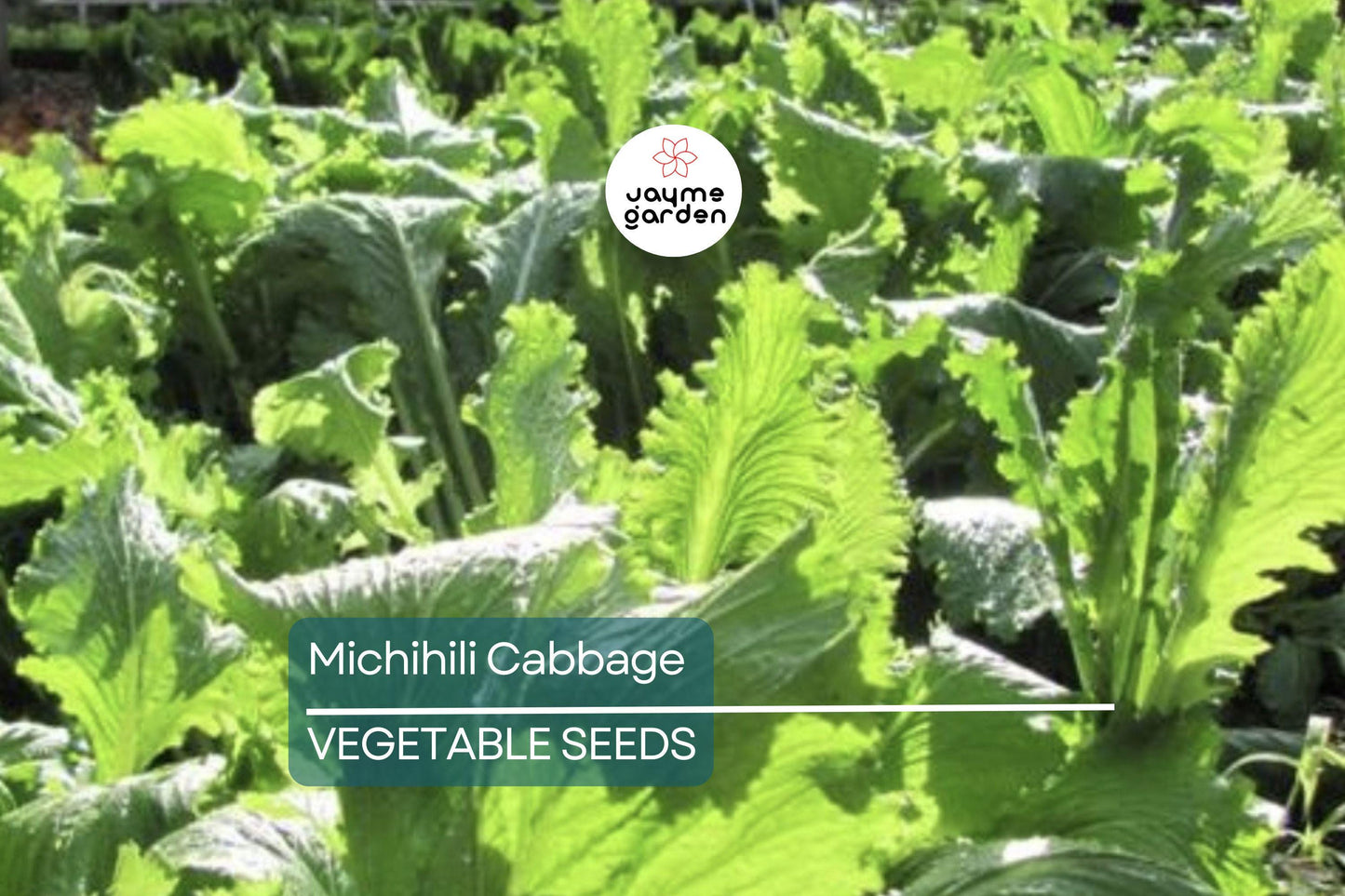 1000 Michihili Cabbage Seeds – Non-GMO, Heirloom Chinese Napa Cabbage | USA Seller, Free Shipping