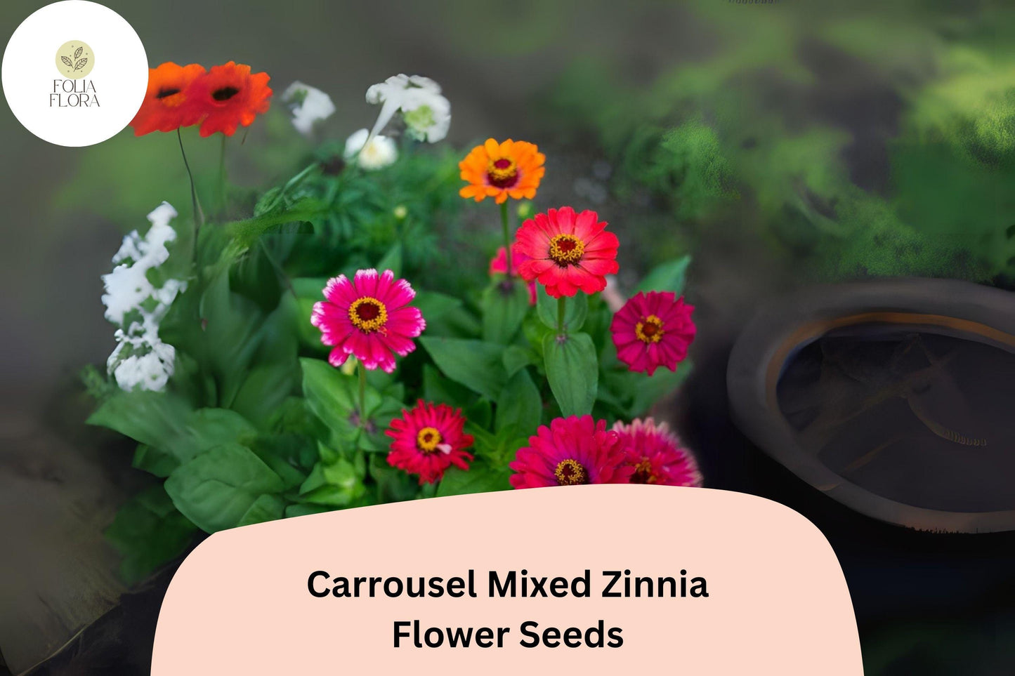 100+ Carrousel Mix Zinnia Seeds – Unique Bi-Color Blooms for Summer Gardens & Cut Flowers