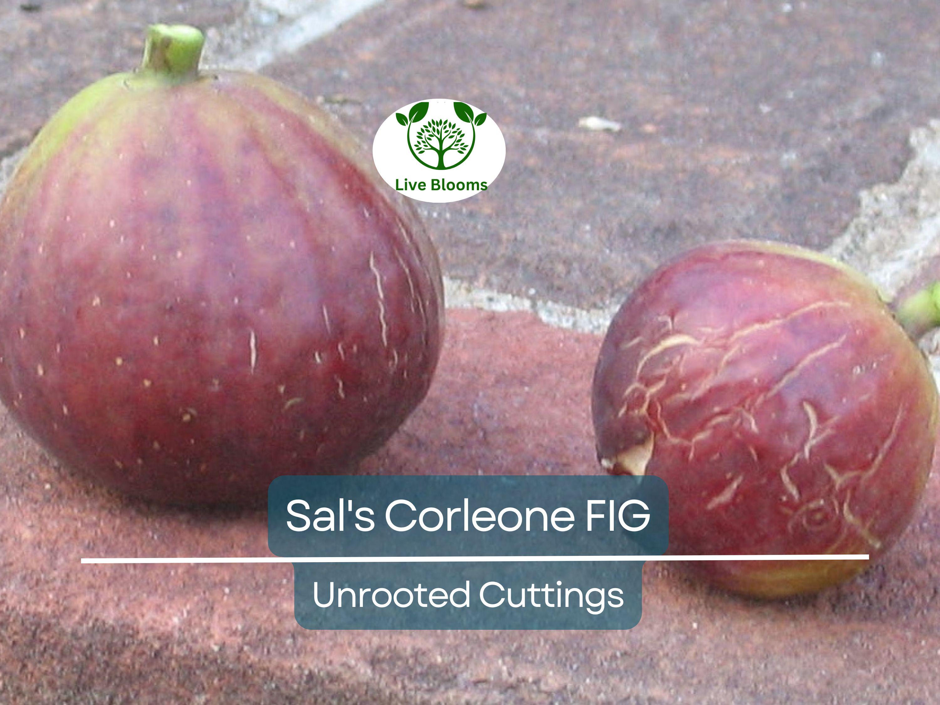 1 Sal's Corleone Fig Unrooted Cutting (Ficus carica) - At Least 3 Nodes, 8 Inches Long - Premium Fig Tree Cutting for Propagation