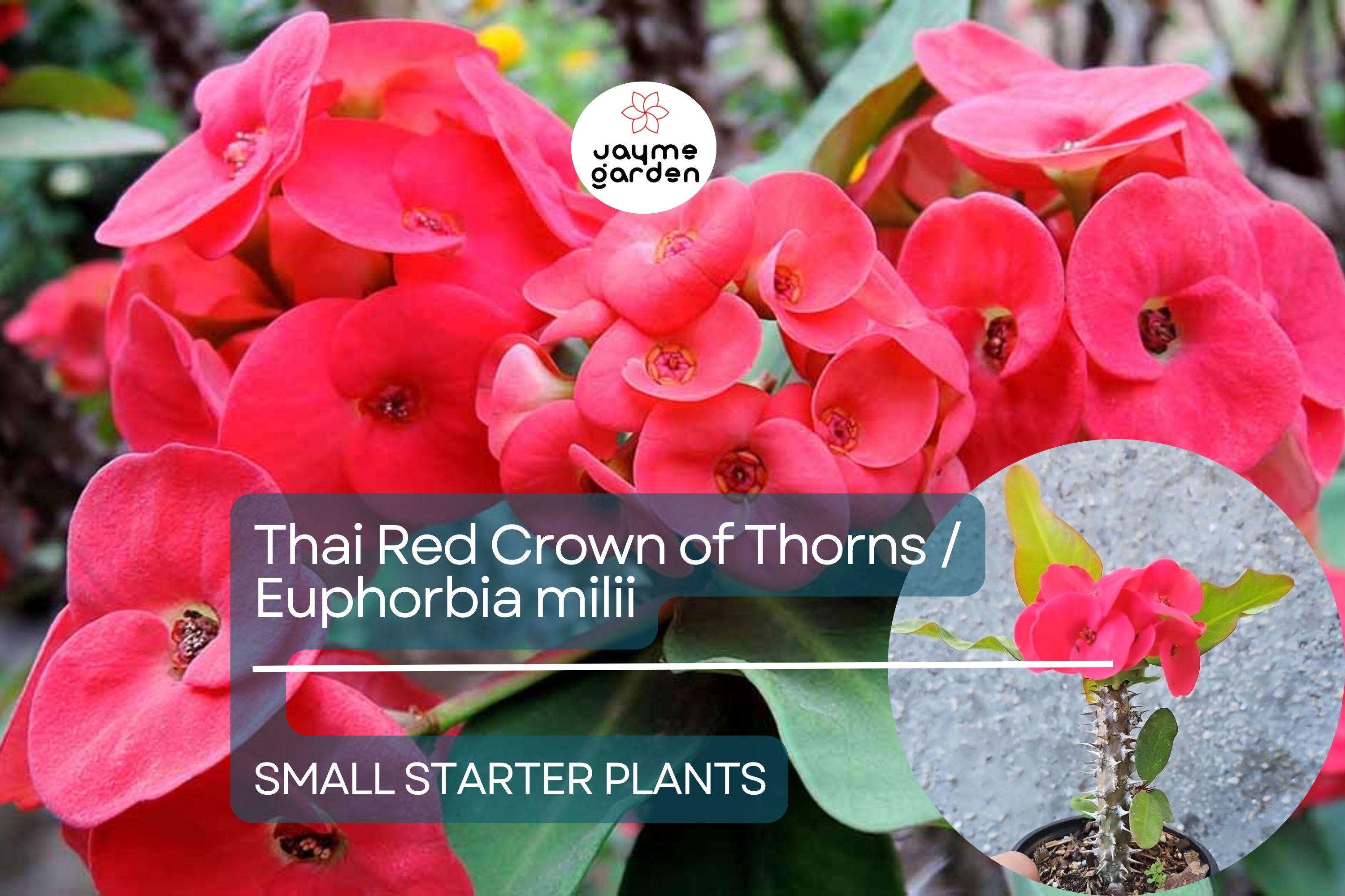 Thai Red Crown of Thorns Starter Plant - Euphorbia Milii, 5-7 Inches Tall, Well-Rooted - Tropical Beauty with Red Flowers for Gardens