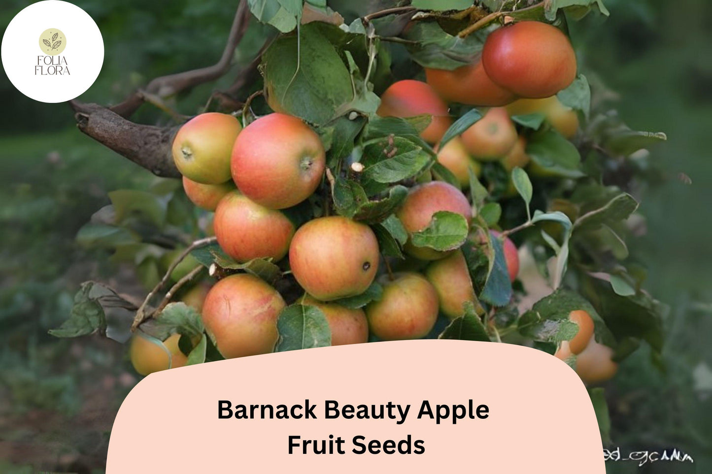 25+ Barnack Beauty Apple Seeds for Planting | Rare Heirloom English Apple Tree | Sweet Crisp Fruit