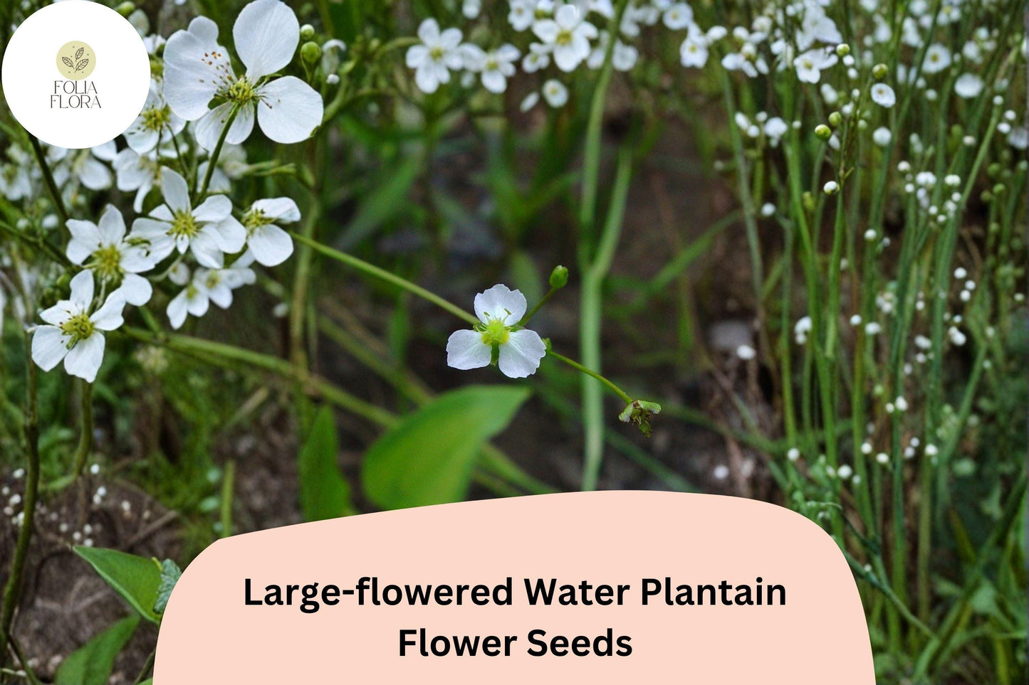 300 Large-Flowered Water Plantain Seeds | Alisma subcordatum | Native Aquatic Wildflower