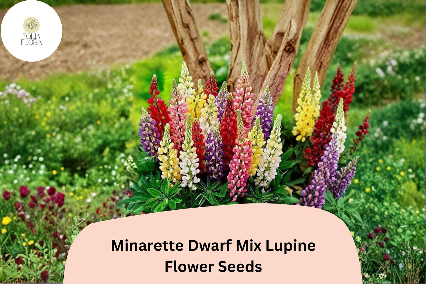25+ Minarette Dwarf Mix Lupine Seeds | Compact Lupinus Variety | Colorful Lupine for Garden Planting