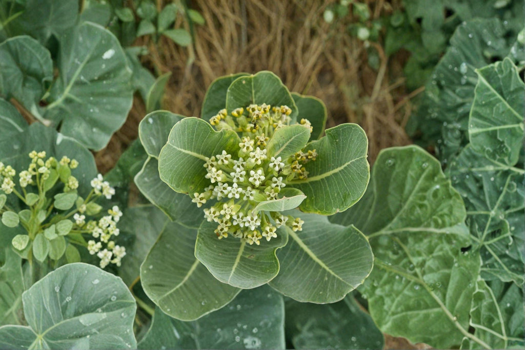 Asclepias arenaria – Western Sand Milkweed | 10 Seeds | Native Milkweed Wildflower | Monarch Butterfly Host Plant