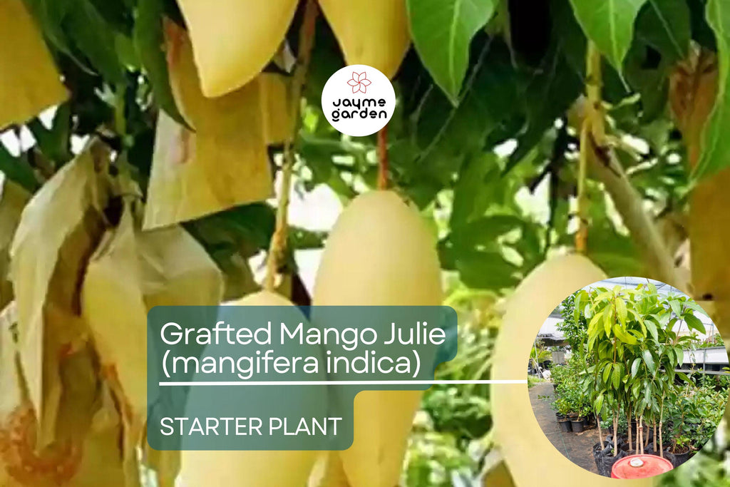 1 Grafted Mango Julie Tree - Live Fruit Tree 3’-4’ Tall | Sweet Fiber-Free Mangoes | Tropical Beauty for Gardens