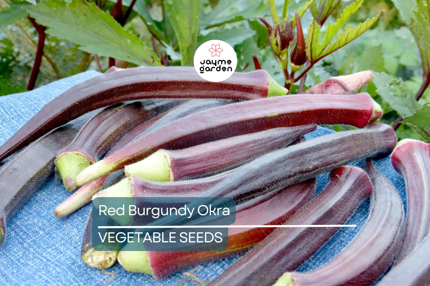 100 Red Burgundy Okra Seeds – Non-GMO Heirloom, Stunning Red Pods | USA Seller, Free Shipping