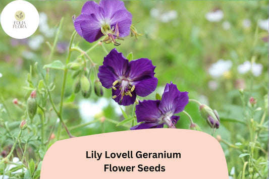 25+ Lily Lovell Geranium Seeds for Garden Planting – Purple Flowers, Hardy Perennial