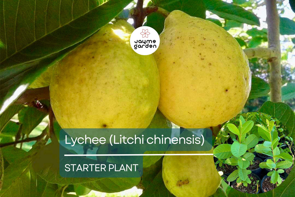 1 Guava Pear Tree (Psidium guajava) Tropical Fruit Tree – 12”-24” Live Starter Plant, Sweet Pear-Shaped Guava Fruit