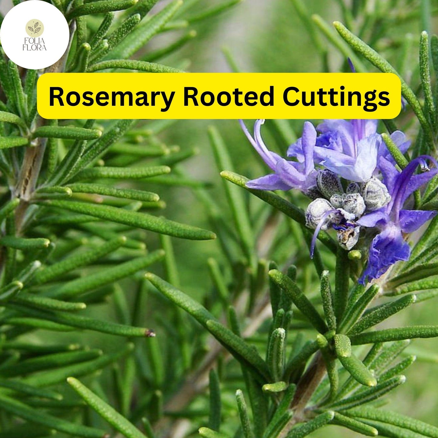 Lot of 2 Rosemary Cuttings - Live Plants, 5-8” Rooted Bare Root