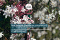 Pink Jasmine Starter Plant | Jasminum polyanthum | Fragrant Live Plant in 2" Pot | Fast Growing | Pet Safe & Air Purifying