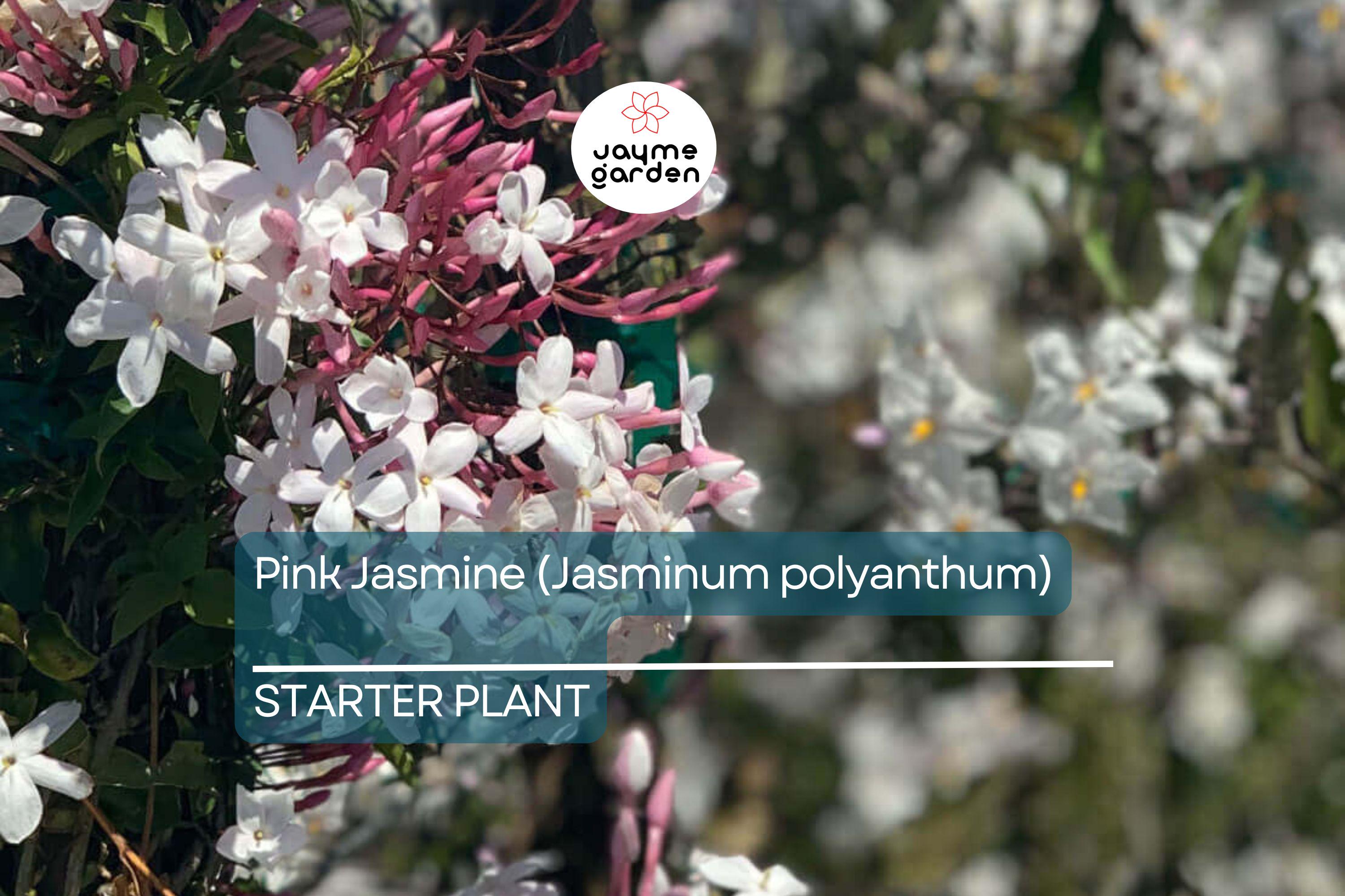 Pink Jasmine Starter Plant | Jasminum polyanthum | Fragrant Live Plant in 2" Pot | Fast Growing | Pet Safe & Air Purifying