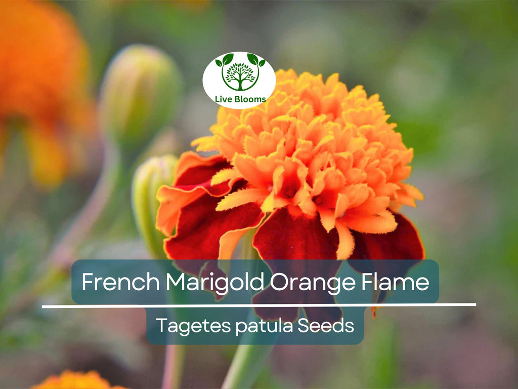 200 Seeds French Marigold Orange Flame Double Dwarf – Beneficial, Non-GMO, Bright Orange Flowers, Compact, Edible Plant