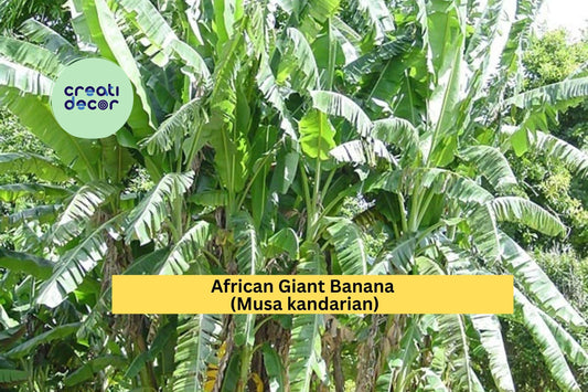 African Giant Banana Plant | Musa kandarian Rooted Starter | Live Tropical Banana Tree for Outdoor Garden or Large Container