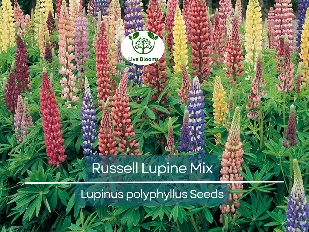 50 Seeds Russell Lupine Mixed Colors Perennial (Lupinus polyphyllus), Attracts Hummingbirds & Bees, Non-GMO, Beautiful Garden Flowers