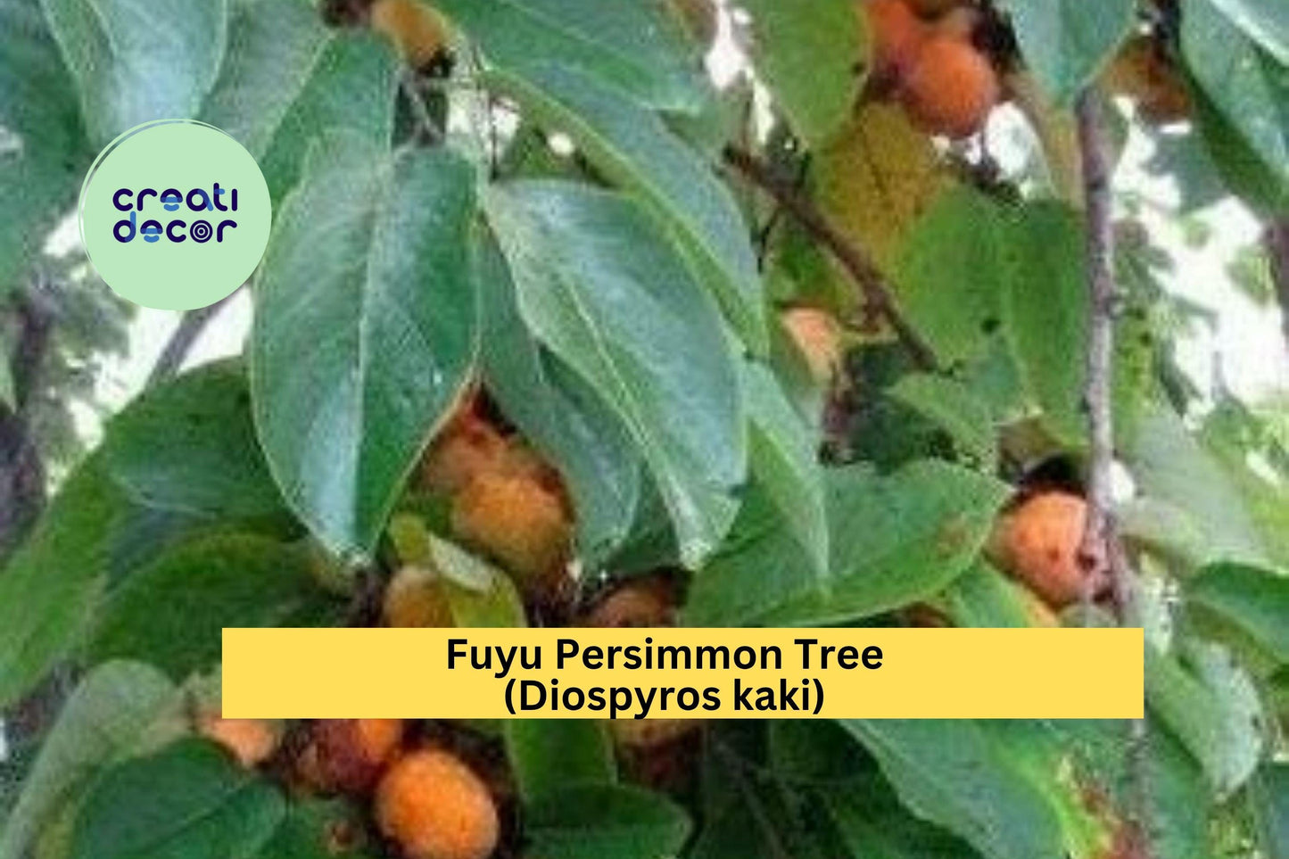 Fuyu Persimmon Tree (Diospyros kaki) – 2 Live Seedlings 6–12” – Sweet Non-Astringent Fruit Tree for Home Orchard
