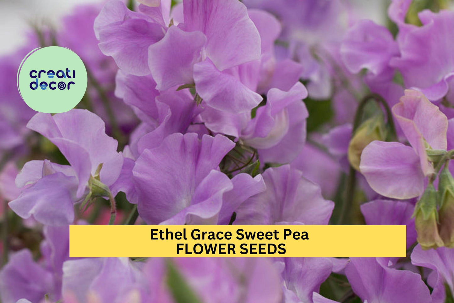 50+ Ethel Grace Sweet Pea Seeds – Lavender Fragrant Blooms for Garden Planting, Climbing Vines for Trellises & Bouquets – USA