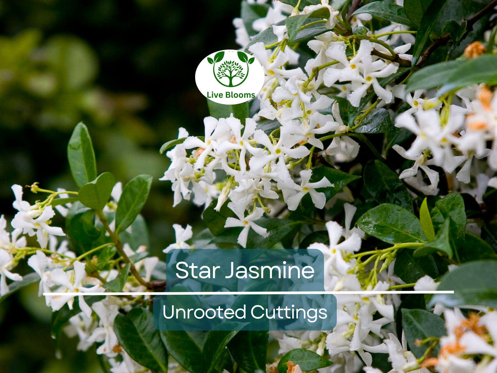 7 Jasminoides Trachelospermum Star Jasmine Cuttings, 6" Unrooted, Fragrant Flowering Plant, Perfect for Vines & Gardens, Easy to Grow
